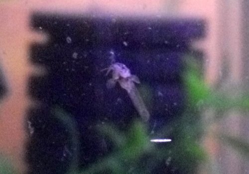 14 days old cory