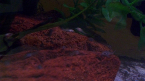 Corys resting over a rock.